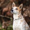 Shootingleine Hund