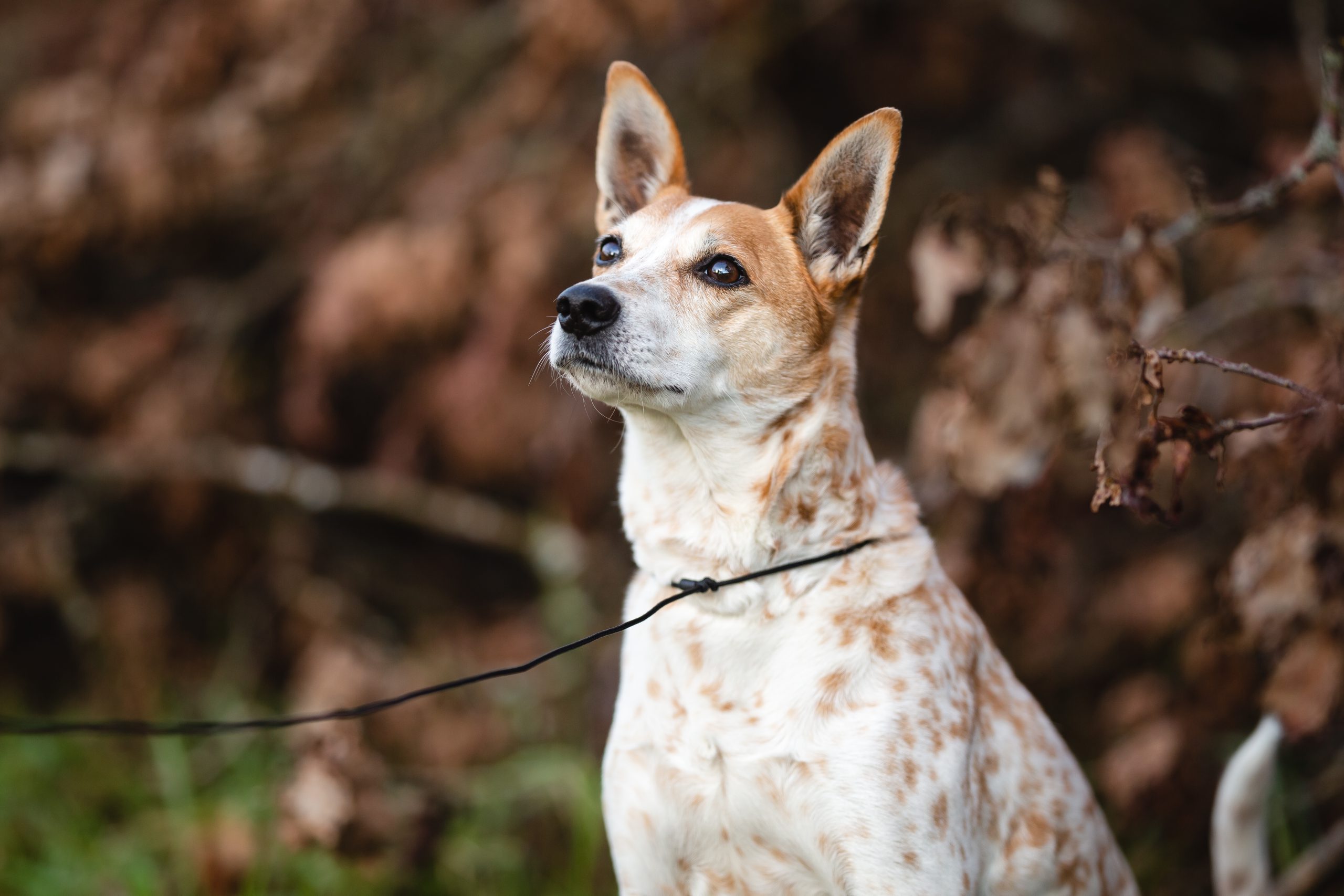 Shootingleine Hund