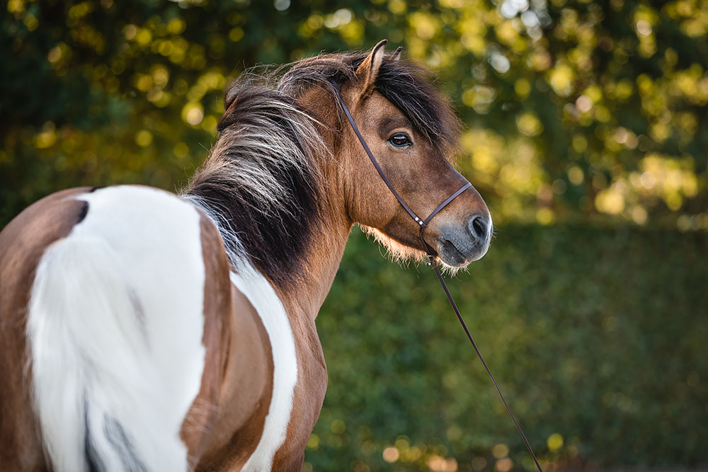 Fotografen Set Pferd